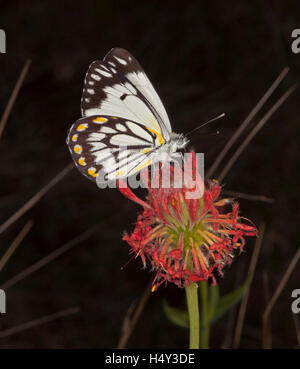 Vivid blood red flower of Pimelea haemostachys, unusual Australian wildflower with butterfly on petals, on dark background Stock Photo