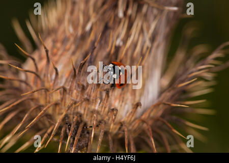 ladybug walking on a dry thistle Stock Photo