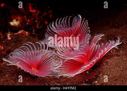 Feather duster worms (Sabellastarte sp.) Bali, Indian Ocean, Indonesia Stock Photo
