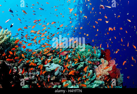 Colorful coral reef with lyretail coralfish or goldfish (Pseudanthias squamipinnis), Safaga, Red Sea, Egypt Stock Photo