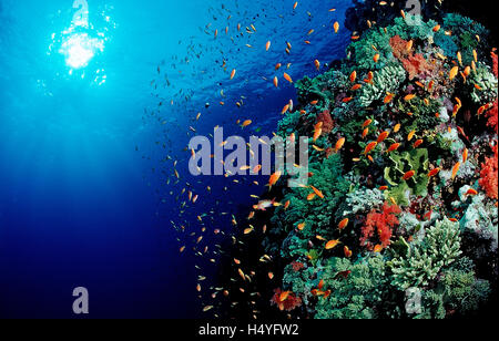 Colorful coral reef with lyretail coralfish or goldfish (Pseudanthias squamipinnis), Safaga, Red Sea, Egypt Stock Photo