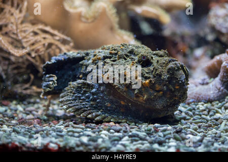 Reef stonefish (Synanceia verrucosa), also known as the stonefish. Wildlife animal. Stock Photo