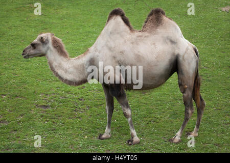 Bactrian camel (Camelus bactrianus). Domestic animal. Stock Photo