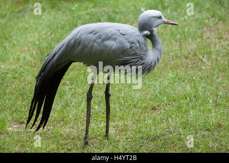 Blue crane (Grus paradisea), also known as the Stanley crane or paradise crane. Wildlife animal. Stock Photo