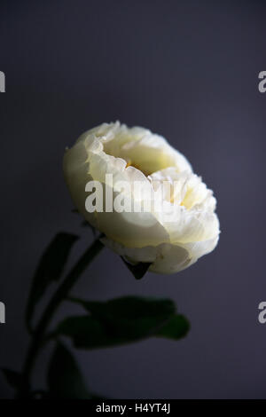 Moody shot of pale sherbet yellow itoh peony flower Stock Photo