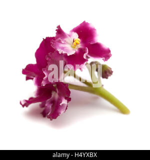 dark red and white african violet isolated on white background Stock Photo