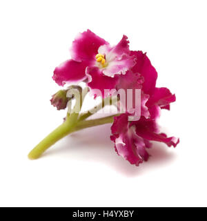 dark red and white african violet isolated on white background Stock Photo