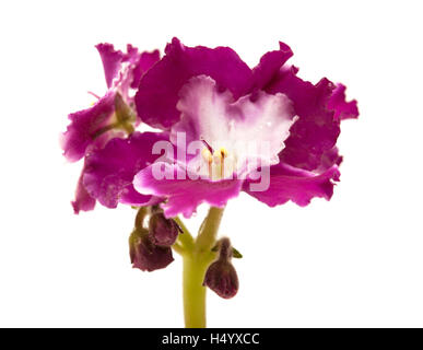 dark red and white african violet isolated on white background Stock Photo