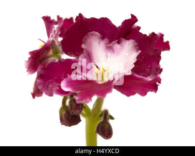 dark red and white african violet isolated on white background Stock Photo