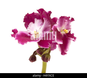 dark red and white african violet isolated on white background Stock Photo