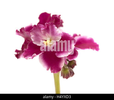 dark red and white african violet isolated on white background Stock Photo