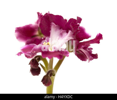 dark red and white african violet isolated on white background Stock Photo