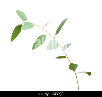 fresh green eucalyptus, young branch isolated on white background Stock Photo