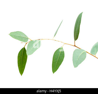 fresh green eucalyptus, young branch isolated on white background Stock Photo