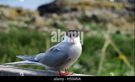 My tern. Tern posing for the camera in Scotland, UK Stock Photo