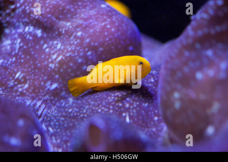 Yellow clown goby (Gobiodon okinawae), also known as the Okinawa goby or yellow coral goby. Wildlife animal. Stock Photo