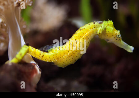Slender seahorse (Hippocampus reidi), also known as the longsnout seahorse. Wildlife animal. Stock Photo