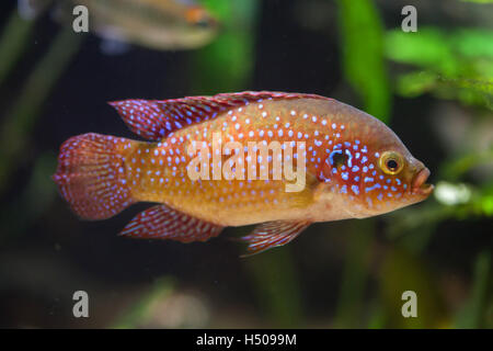 African jewelfish (Hemichromis bimaculatus), also known as jewel cichlid or jewelfish. Stock Photo