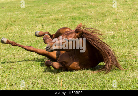 Horse rolling around on the grass Stock Photo