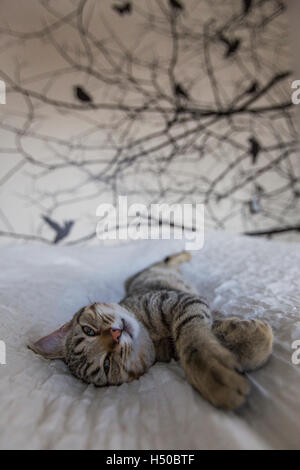 Lazy Cat On A Wall In Montepulciano Tuscany Italy Stock