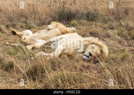 Male African white Lion ( panthera leo ) resting Stock Photo