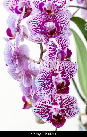 Close up of a Violet spotted Phalaenopsis Orchid (Moth Orchid) stem in flower isolated against a white background Stock Photo