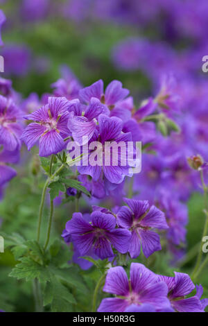 Close up of Hardy Purple Cranesbill Geranium flowering in an English garden, UK Stock Photo