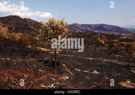 Dramatic view of burned land after a forest fire in the hills Stock Photo