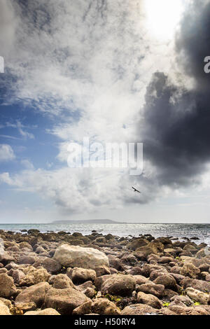 Low angle view from Burning Cliff, Ringstead Bay, Dorset, England, UK, a seagull swooping from storm clouds, the Isle of Portland in the distance Stock Photo