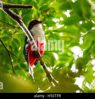 The Cuban Trogon - the national bird. Stock Photo