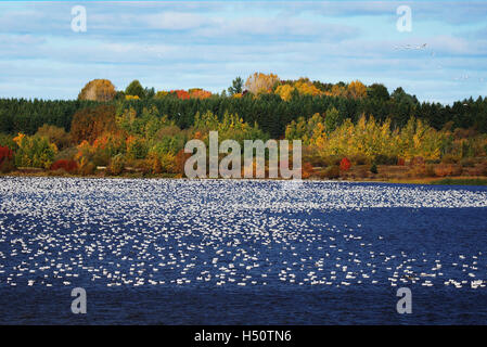 Large flock of Snow geese, Chen caerulescens, on water. Stock Photo