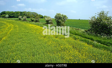 Yellow rapeseed, green wheat fields, overgrown footpath along white flowering trees, in English countryside Stock Photo