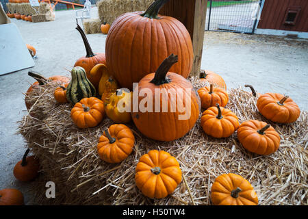 Pumpkins and gourds on display at a farm market near Hebron, Illinois. Stock Photo