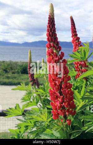 Reddish pink yellow lupins (Lupinus sp) in a garden Stock Photo