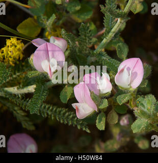 Rest harrow blooms Stock Photo