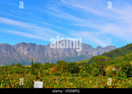 Rickety Bridge Vineyard  on the outskirts of Franschhoek in the Franschhoek Valley,  Western Cape,  South Africa Stock Photo