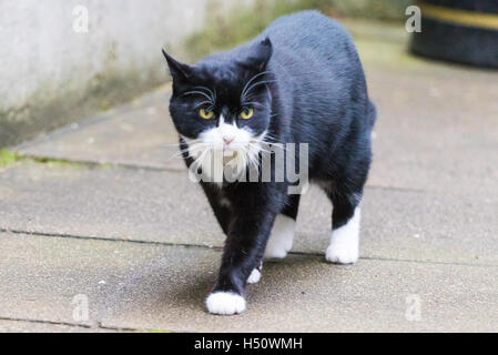 Downing Street, London, October 18th 2016. Palmerston the Foreign Office cat patrols as ministers arrive at the weekly cabinet meeting at 10 Downing Street in London. Credit:  Paul Davey/Alamy Live News Stock Photo