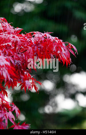 A red acer tree with red leaves contrasted agains a green tree whilst heavy rain falls creating rain droplets on the leaf ends, Flintshire, Wales, UK Stock Photo