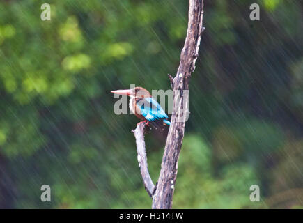 Bintan, Indonesia. 19th Oct, 2016. The white-throated kingfisher (Halcyon smyrnensis) seen on rain on October 19, 2016 in Bintan, Indonesia. The white-throated kingfisher (Halcyon smyrnensis)is a tree kingfisher, widely distributed in Asia from Turkey east through the Indian subcontinent to the Philippines. This kingfisher is a resident over much of its range, although some populations may make short distance movements. Credit:  Yuli Seperi/Alamy Live News Stock Photo