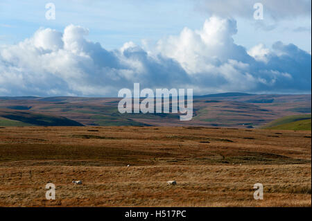 Rhayader, Powys, UK. 19th Oct, 2016. UK. Late afternoon sunlight shines on an autumn landscape in the Elan Valley, Powys, Wales, UK. Credit:  Graham M. Lawrence/Alamy Live News Stock Photo