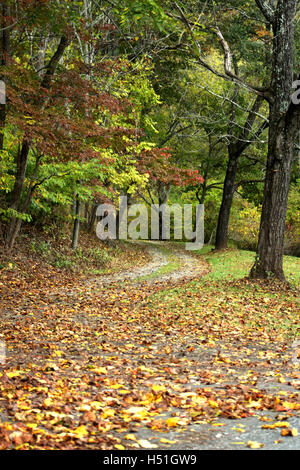 Path in the autumn, with dry leaves, between trees Stock Photo