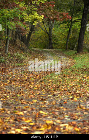 Path in autumn, with dry leaves falling from trees Stock Photo