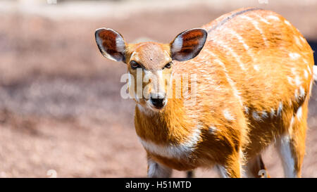 Sitatunga or Marshbuck (Tragelaphus spekii) Antelope In Central Africa Stock Photo