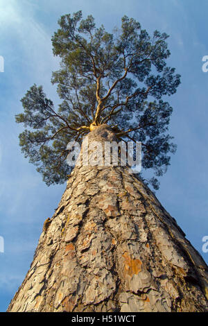 Scots Pines Pinus sylvestris trunk and bark Stock Photo