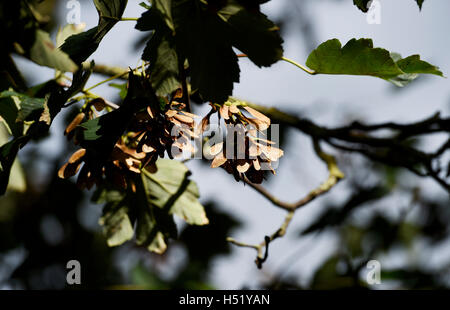 Sycamore tree (Acer pseudoplatanus) seeds in Autumn UK Stock Photo