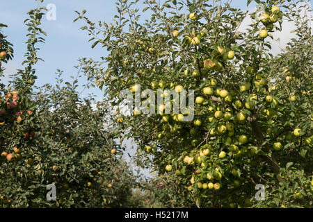 Malus domestica. Golden Delicious apples on a tree in an orchard Stock Photo