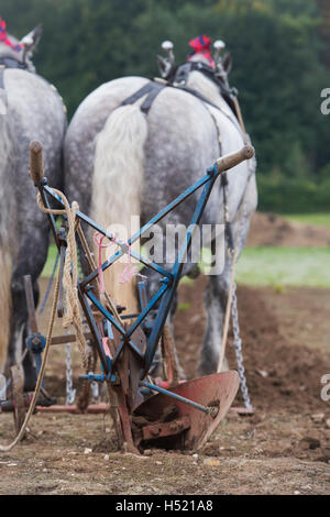 Single sided plough pulled by Percheron horses at Weald and Downland, autumn countryside show, Singleton, Sussex, England Stock Photo