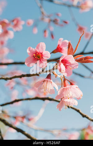 pink sakura flower on blooming spring tree. japanese cherry Stock Photo ...