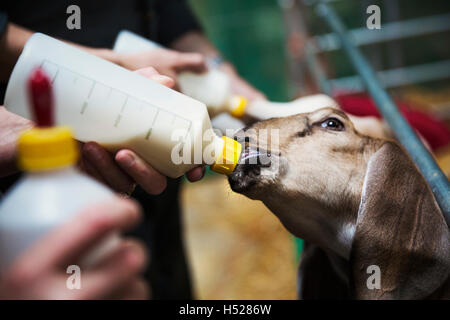 Close up of goats being bottle-fed in a stable. Stock Photo