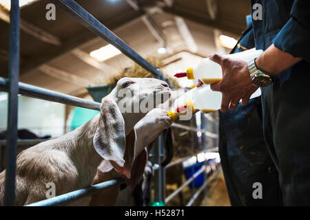Close up of goats being bottle-fed in a stable. Stock Photo